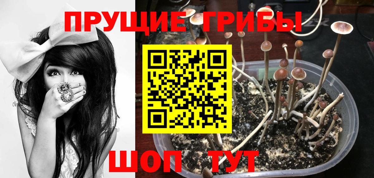 Карачаевск  Галлюциногенные грибы прущие грибы  Вход с VPN 