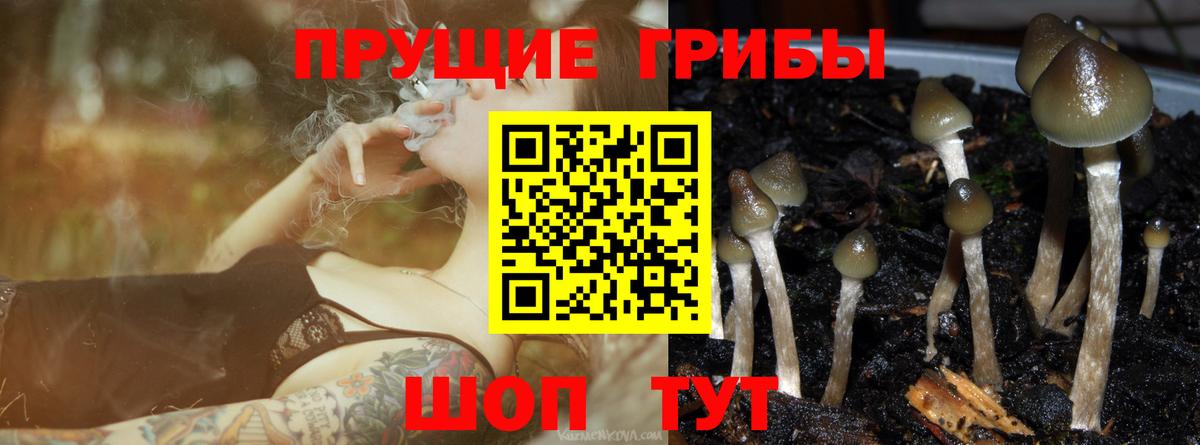 Псилоцибиновые грибы мицелий Карачаевск